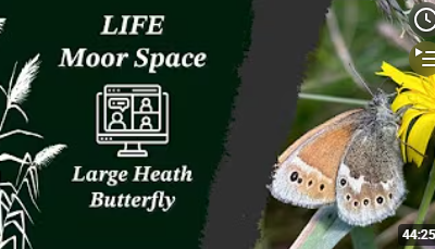 Species Spotlight – Large Heath Butterfly